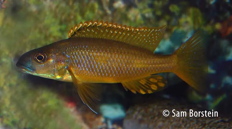 Exochochromis anagenys Male