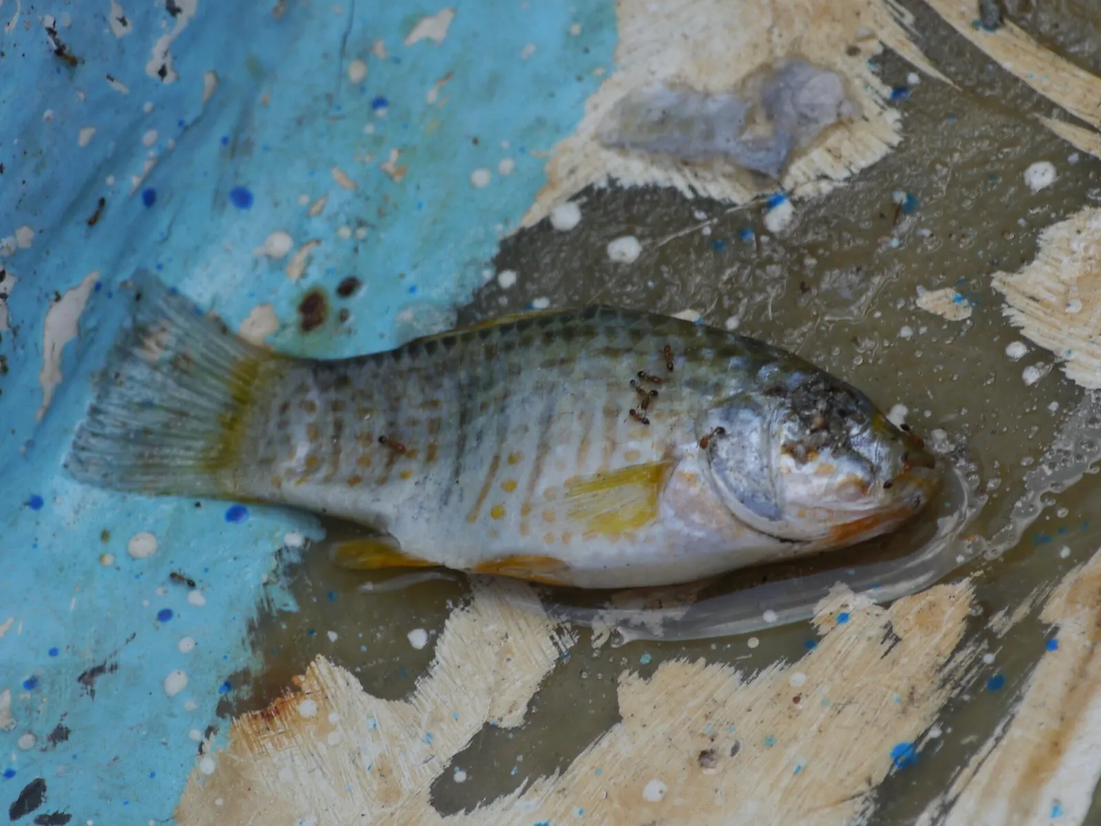 Goldspotted killifish (Floridichthys carpio)