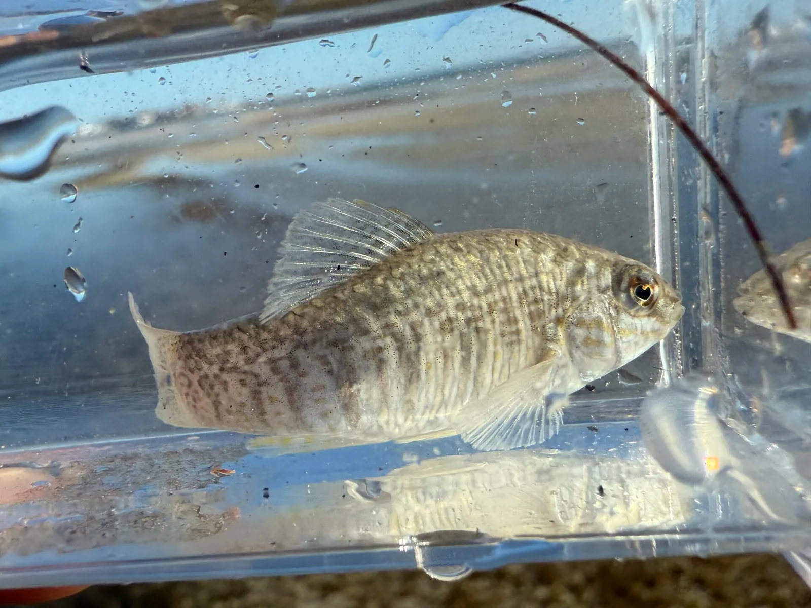 Goldspotted killifish (Floridichthys carpio)