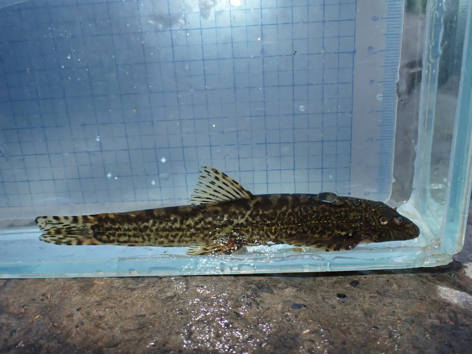 Tasseled-mouth loach (Formosania lacustris)