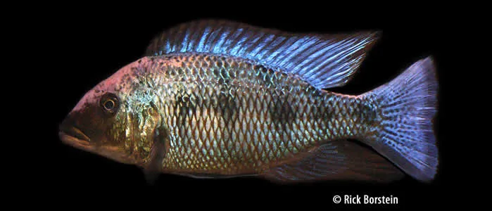 Fossorochromis rostratus Male