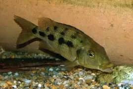 Fossorochromis rostratus Female