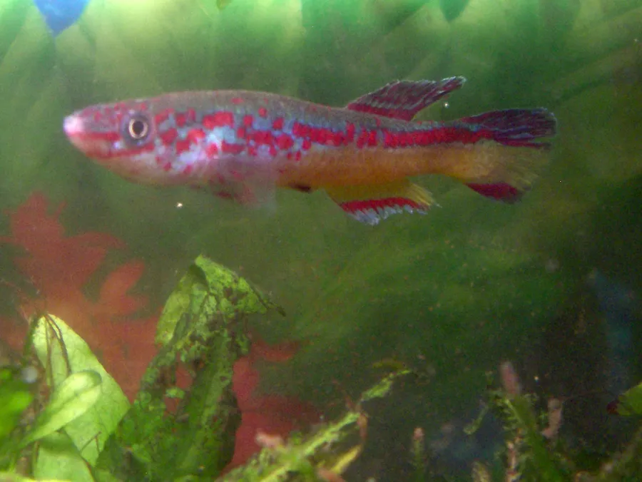 Amiet's killifish (Fundulopanchax amieti)