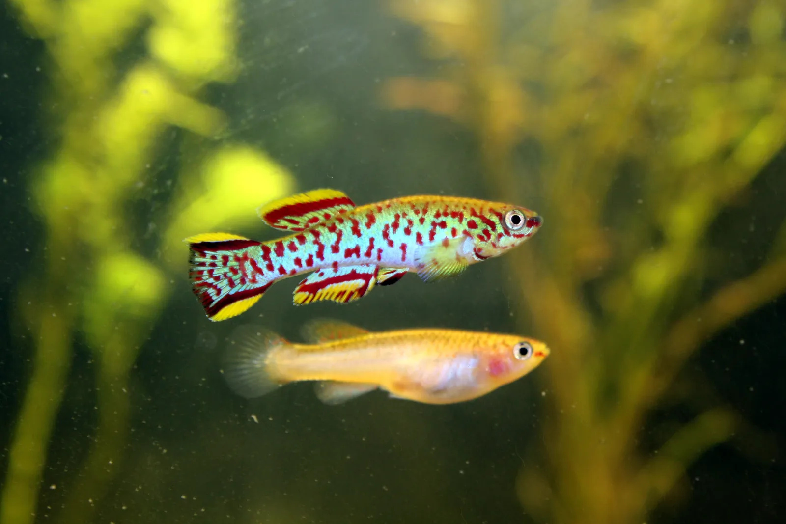 Blue lyretail (Fundulopanchax gardneri)