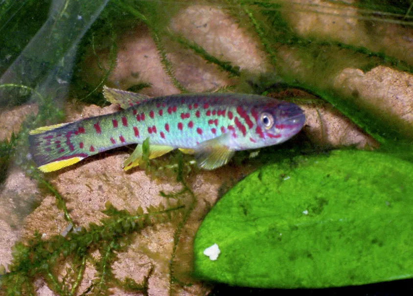Scheel's killifish (Fundulopanchax scheeli)