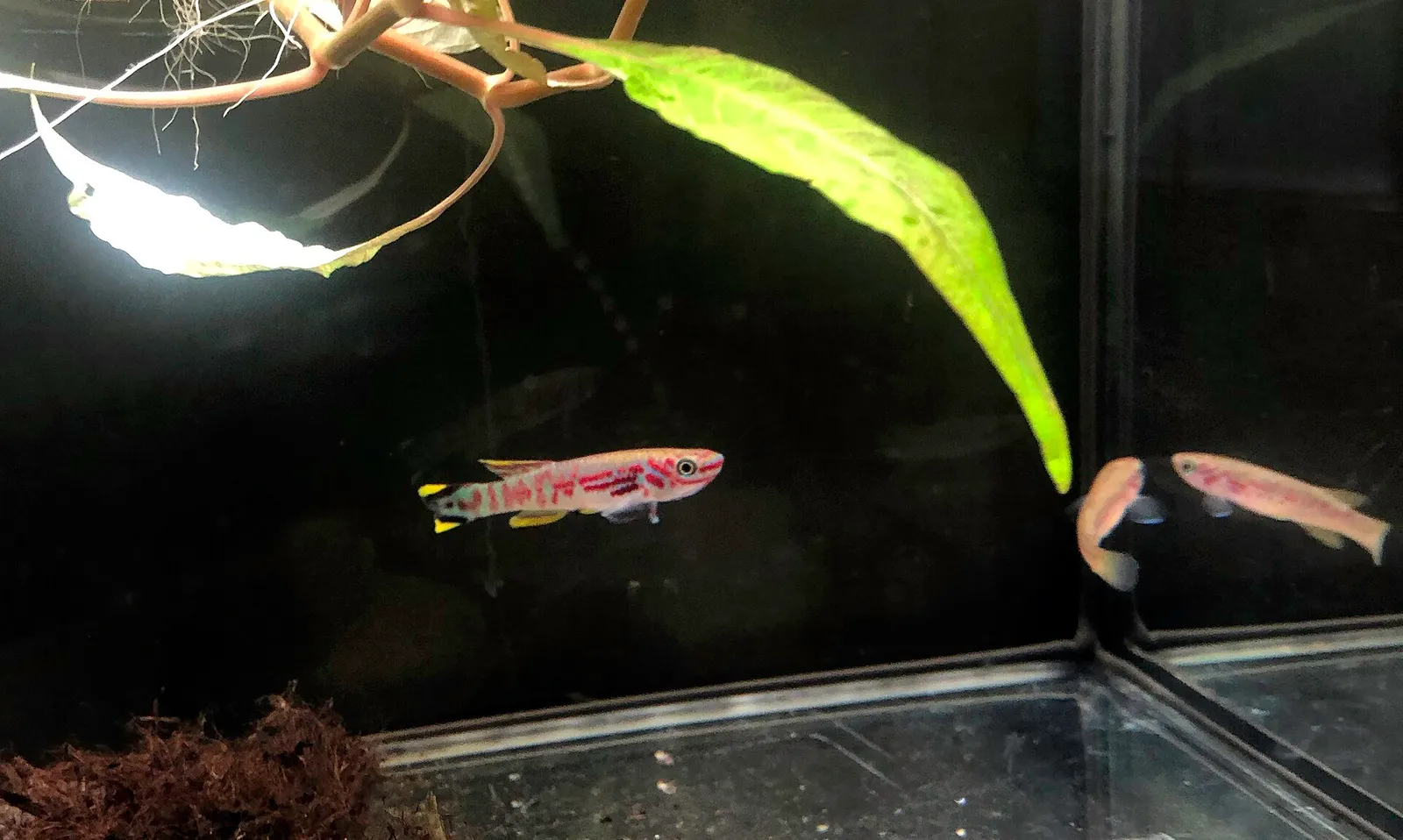 Fundulopanchax spoorenbergi