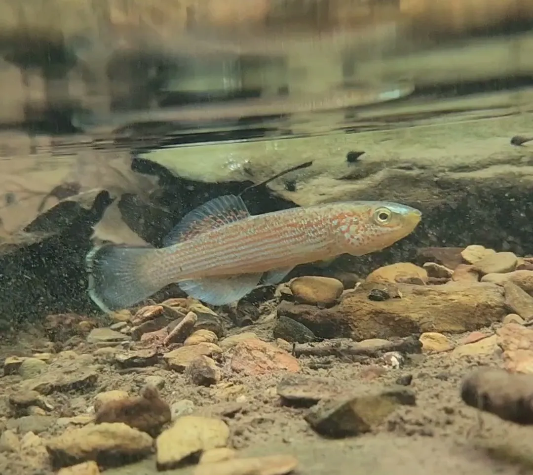 Northern studfish (Fundulus catenatus)