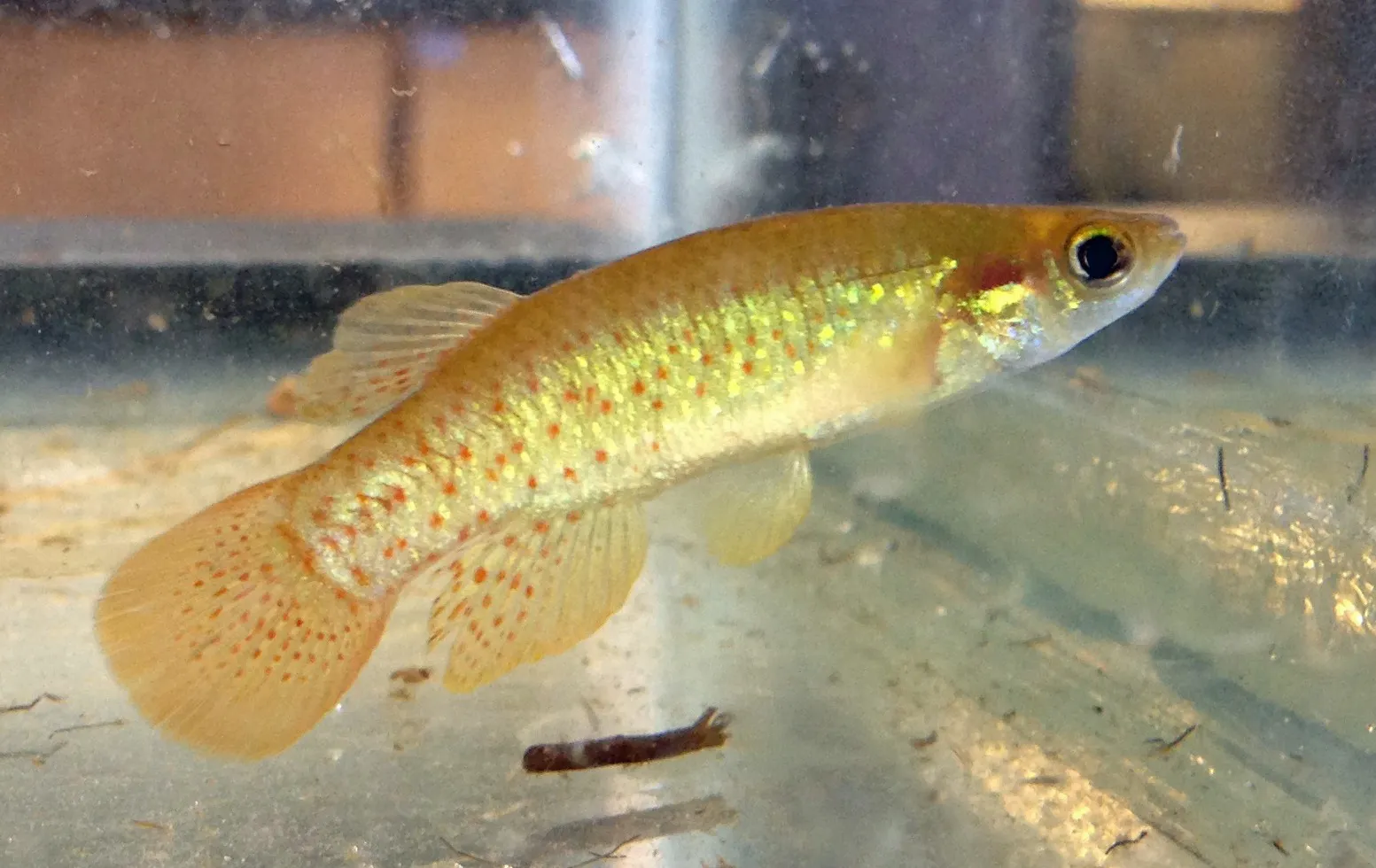 Golden topminnow (Fundulus chrysotus)