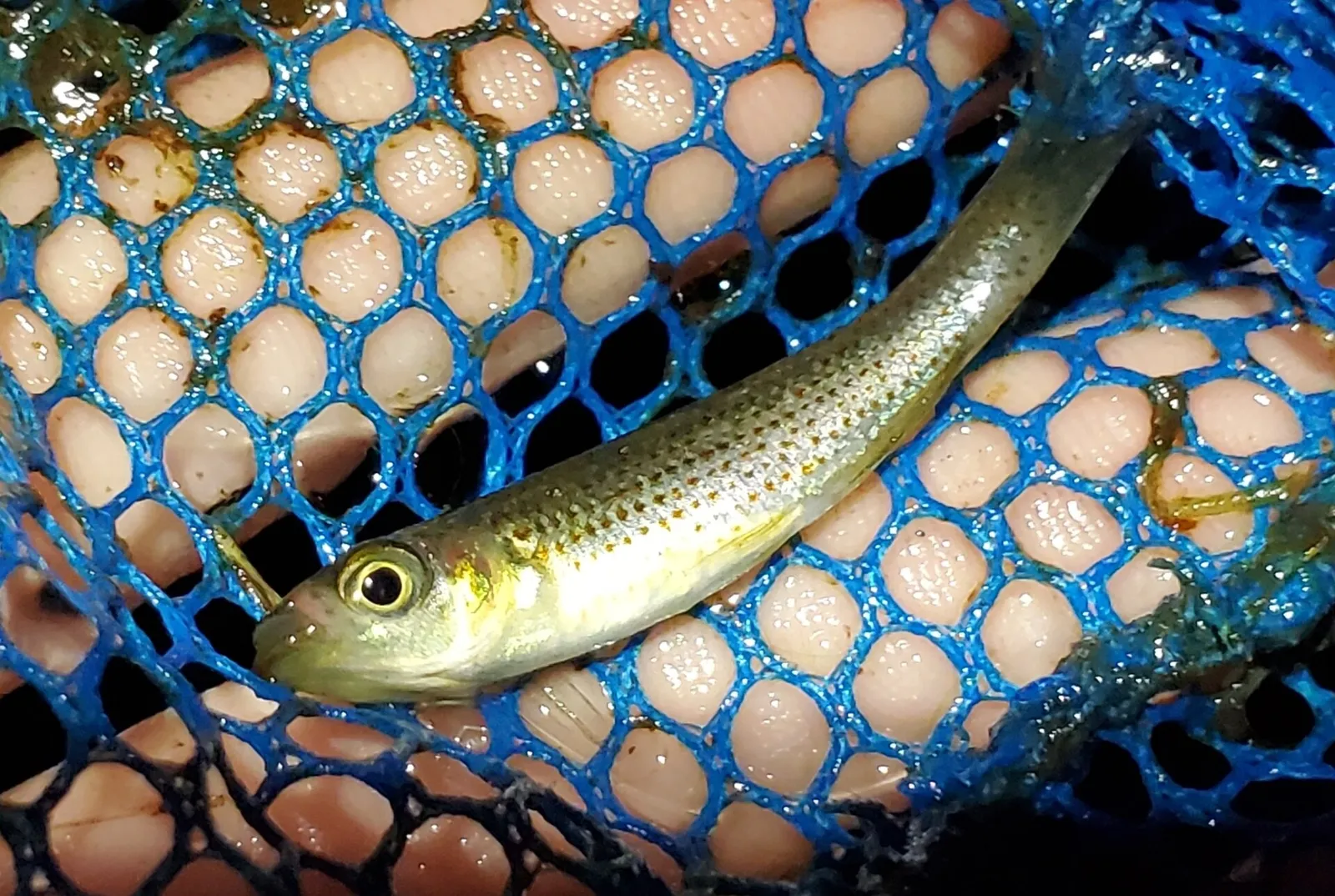 Russetfin topminnow (Fundulus escambiae)