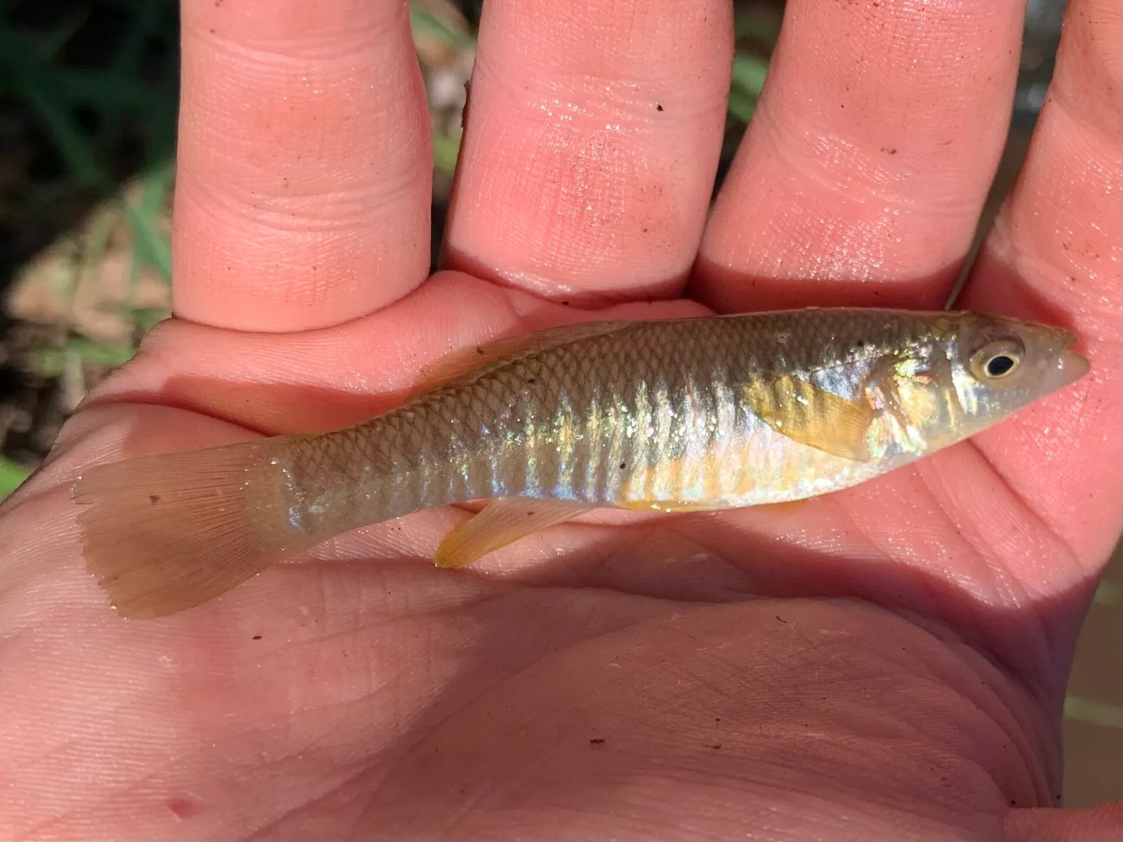 Mummichog (Fundulus heteroclitus)