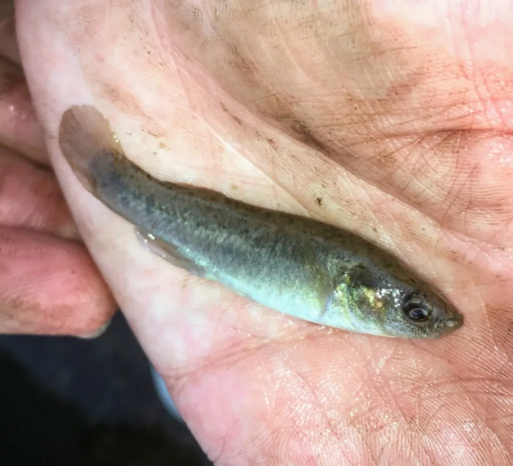 Saltmarsh topminnow (Fundulus jenkinsi)