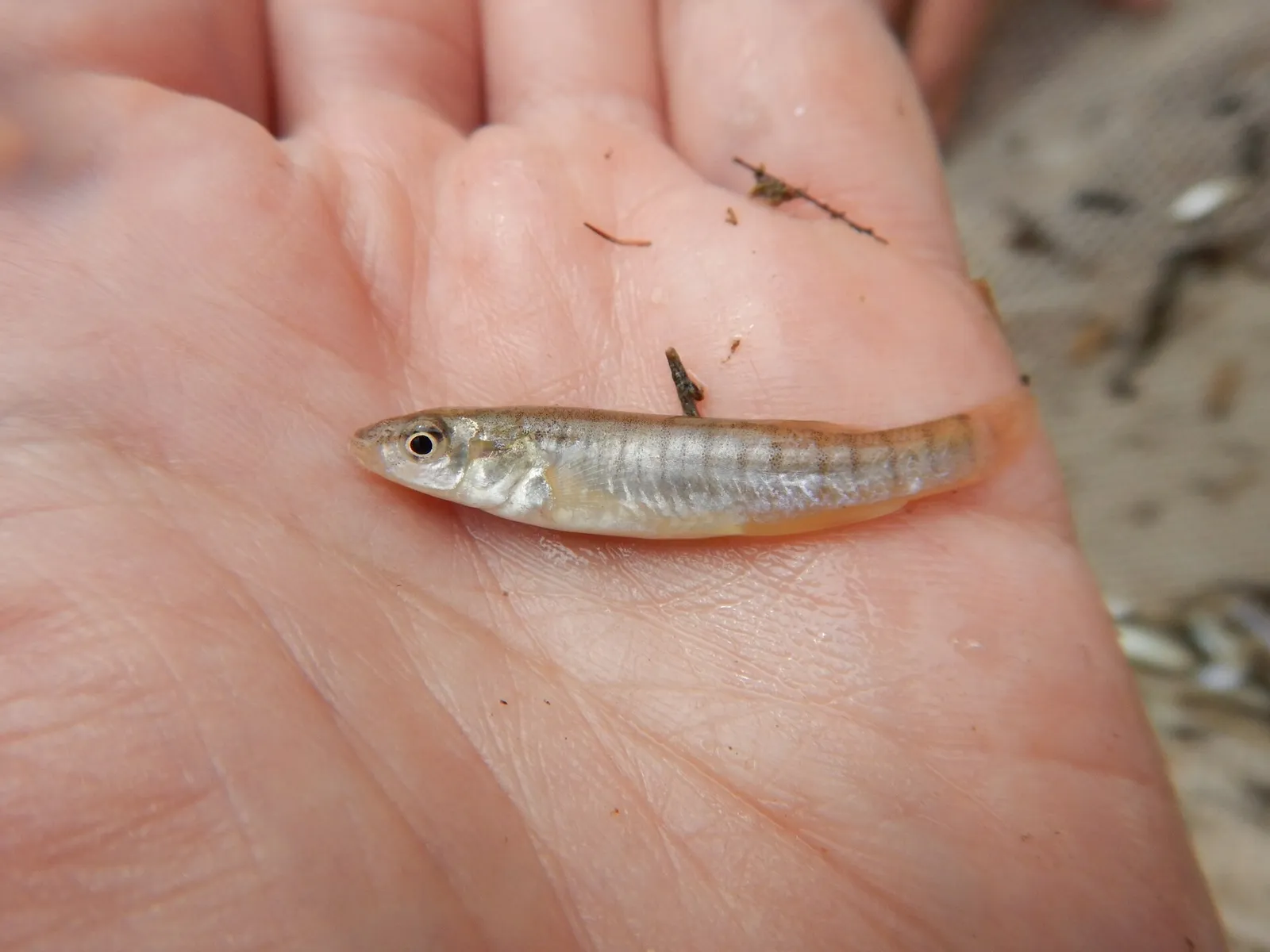 Plains killifish (Fundulus kansae)
