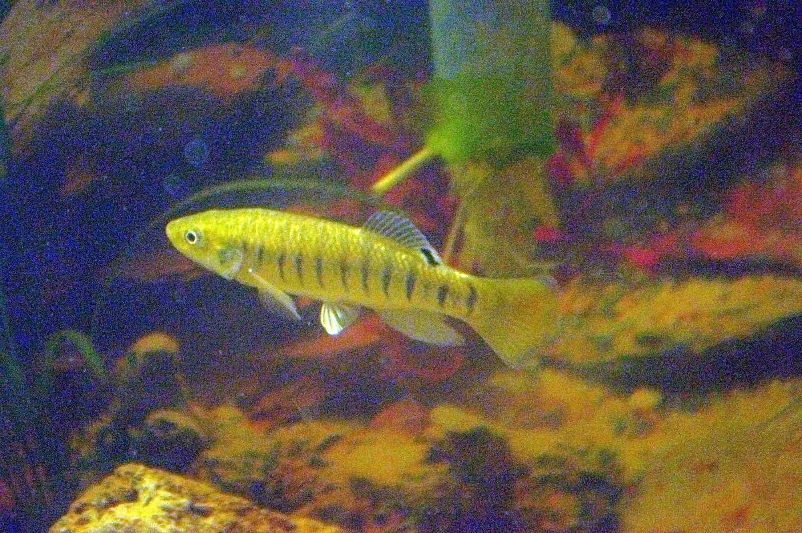 Striped killifish (Fundulus majalis)