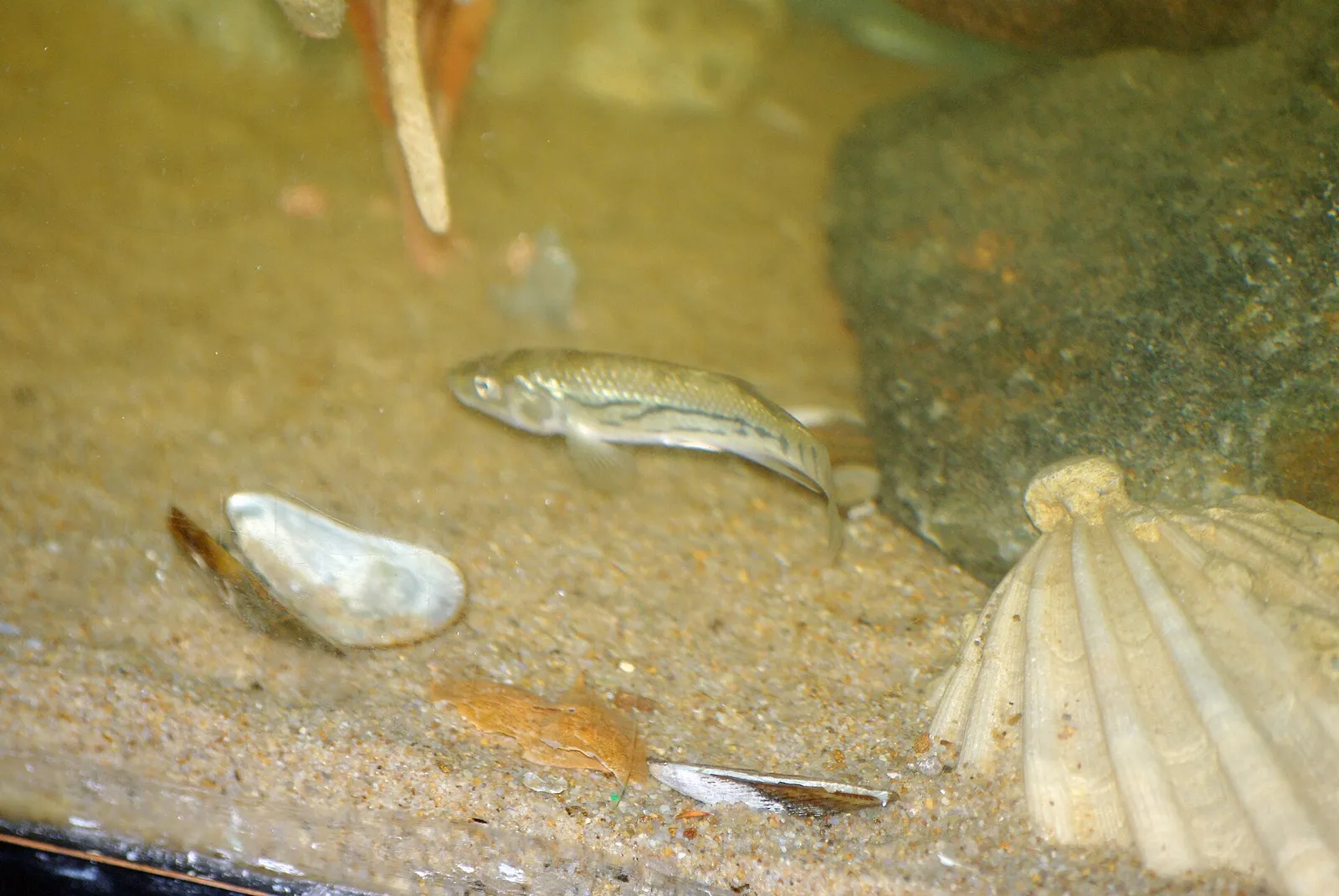 Striped killifish (Fundulus majalis)