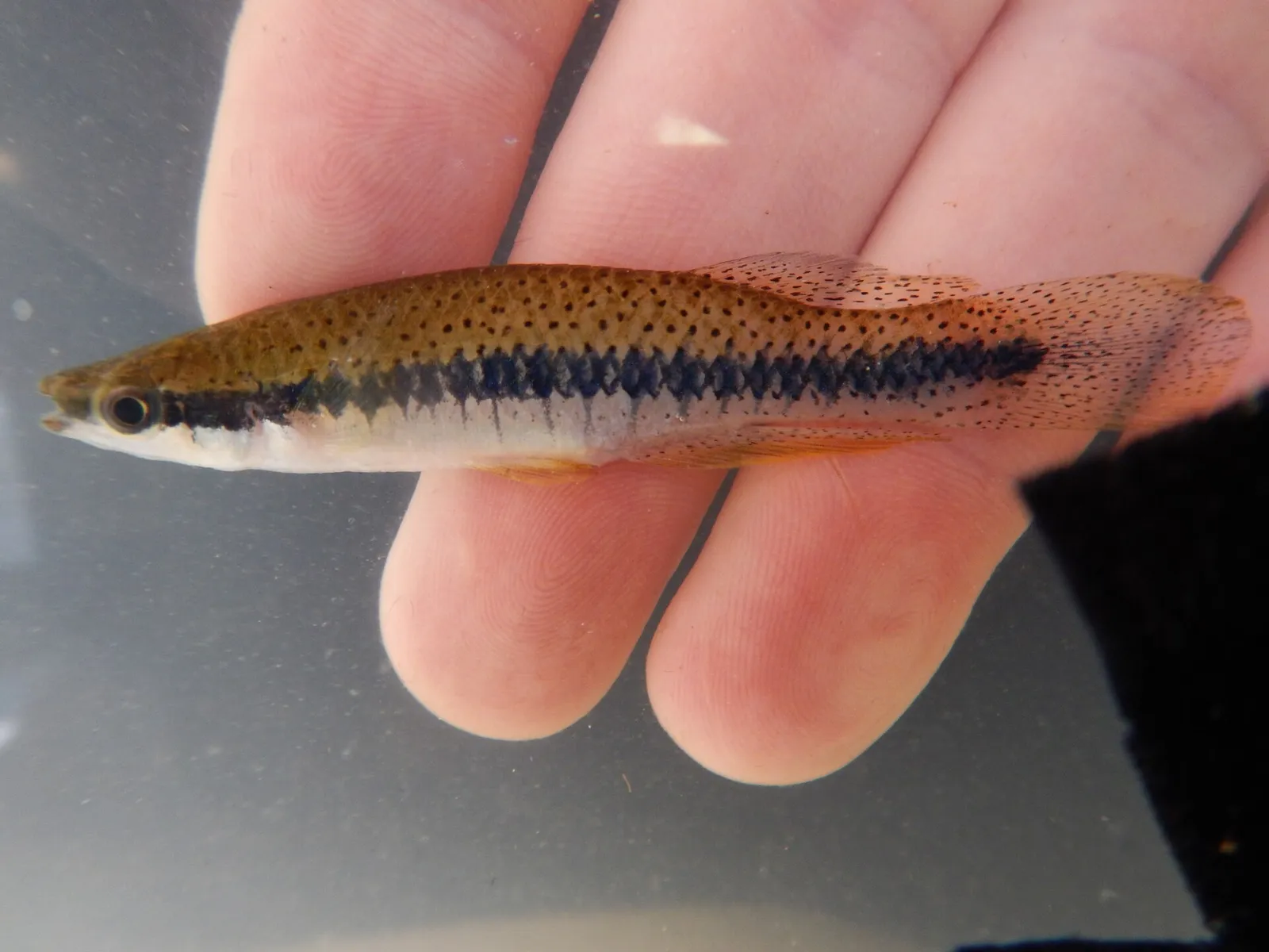 Blackspotted topminnow (Fundulus olivaceus)