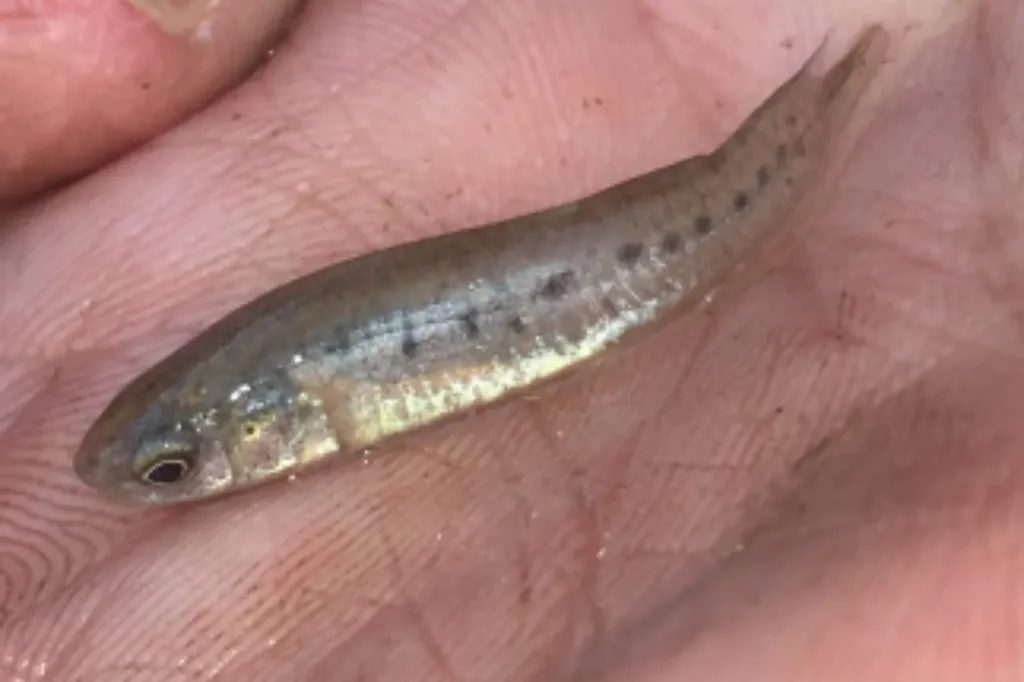 Bayou killifish (Fundulus pulvereus)