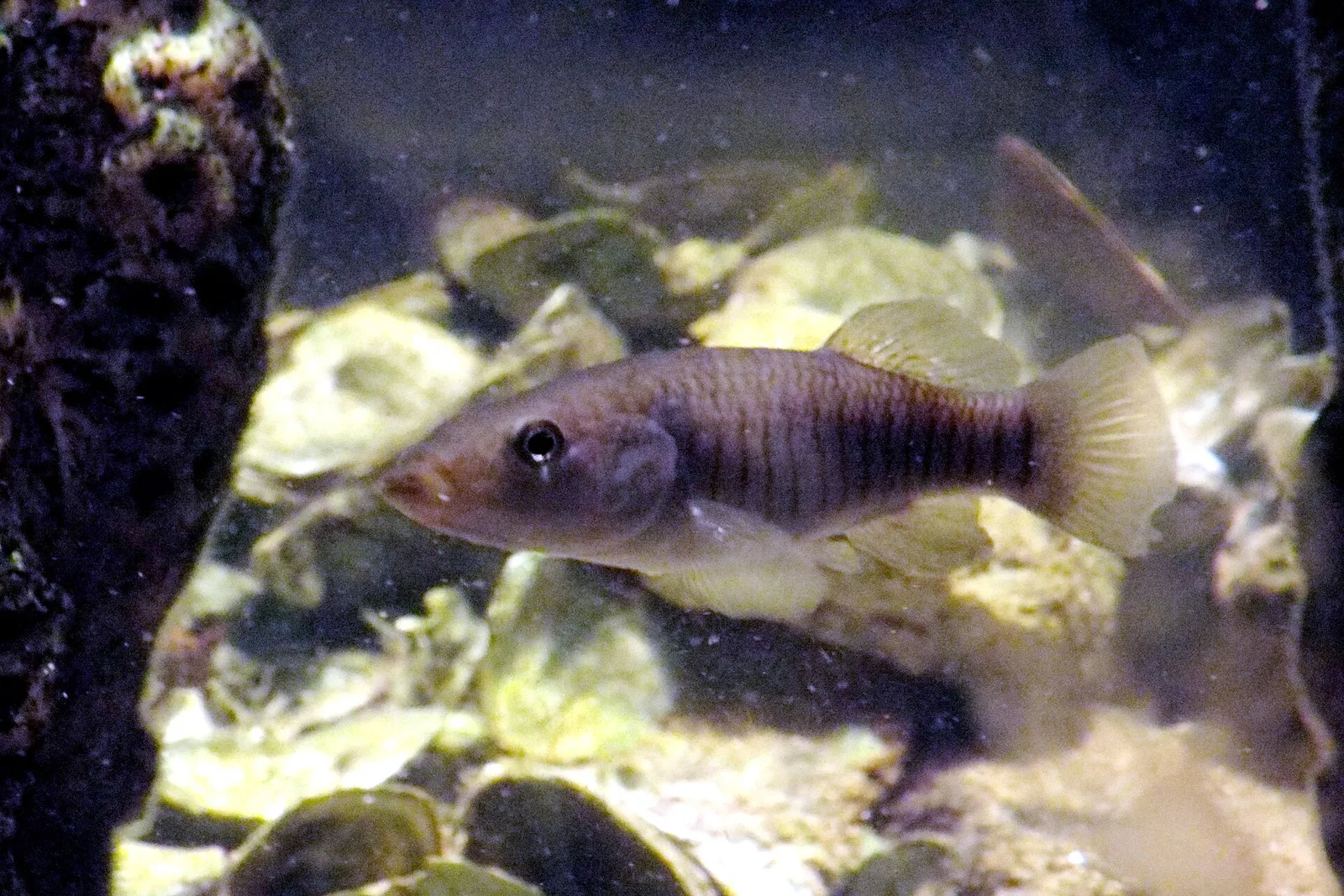 Longnose killifish (Fundulus similis)