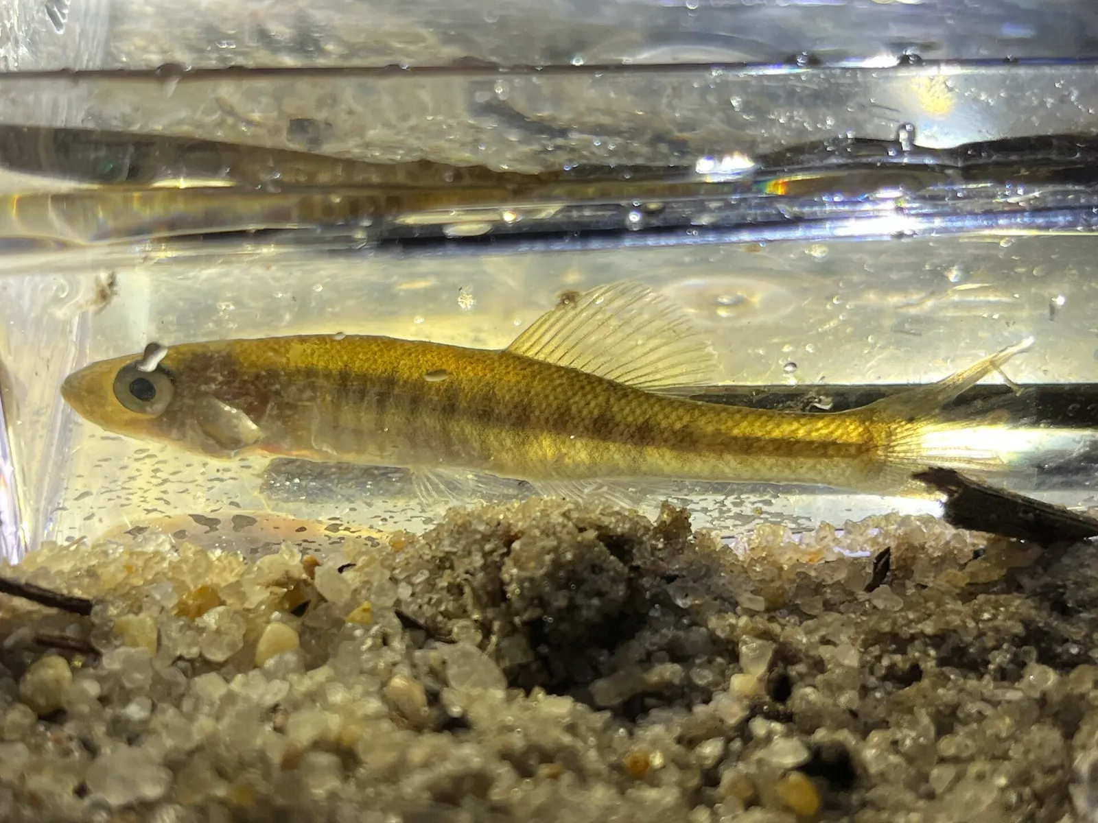 Waccamaw killifish (Fundulus waccamensis)