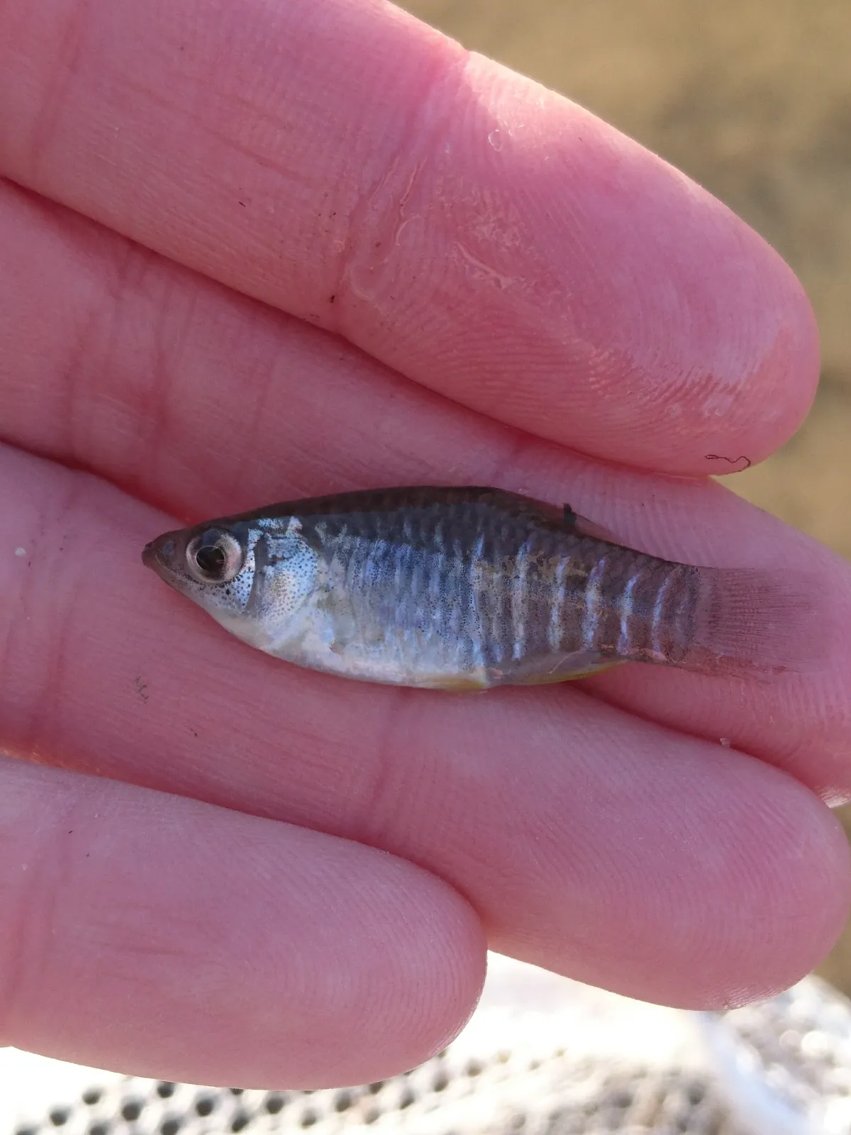 Diamond killifish (Fundulus xenicus)