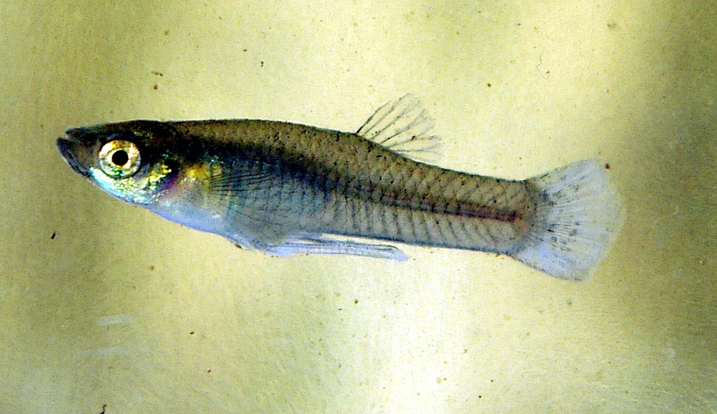 Western Mosquitofish (Gambusia affinis)