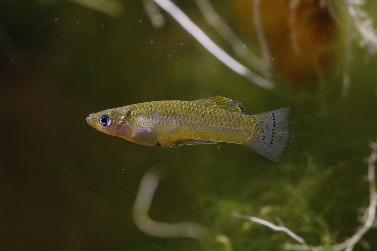 Hispaniolan gambusia (Gambusia hispaniolae)