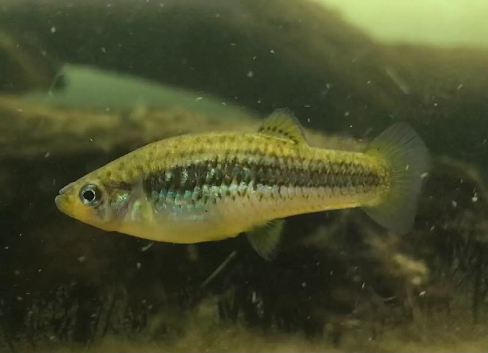 Crescent gambusia (Gambusia hurtadoi)