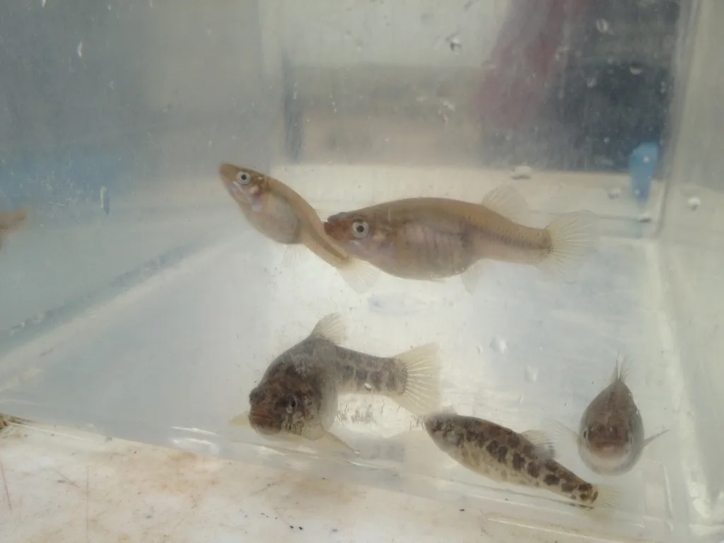 Pecos gambusia (Gambusia nobilis)