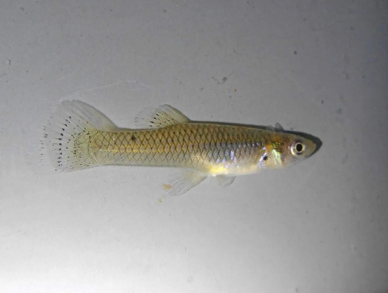 Tex-Mex gambusia (Gambusia speciosa)