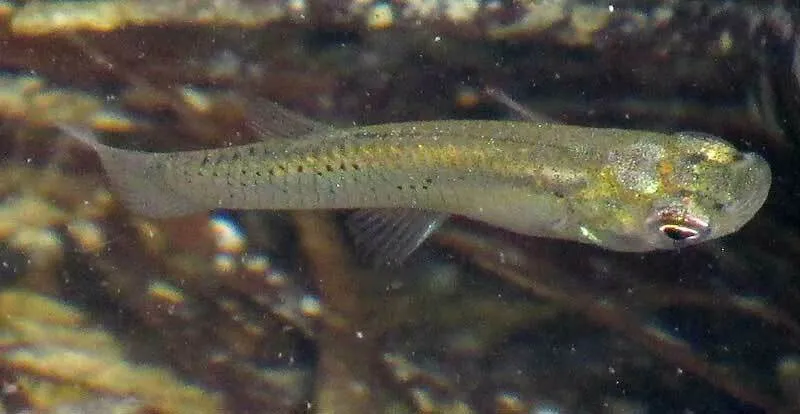 Yucatan gambusia (Gambusia yucatana)