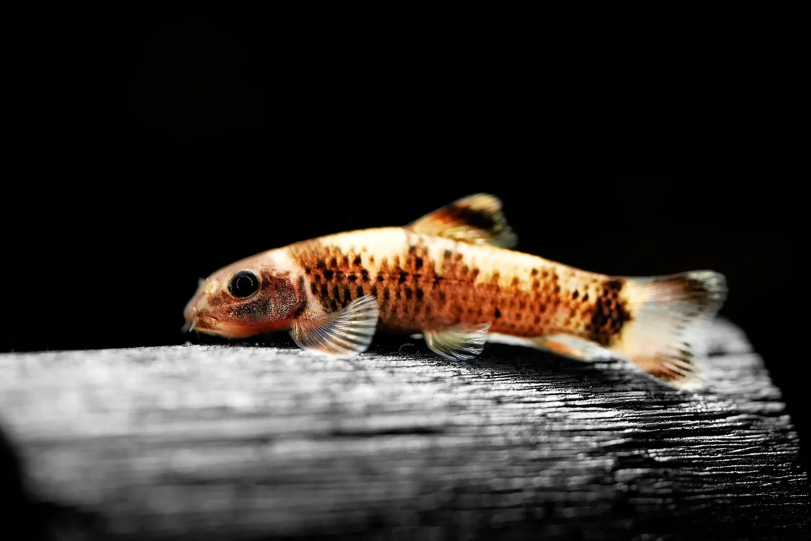 Sunset garra (Garra flavatra)