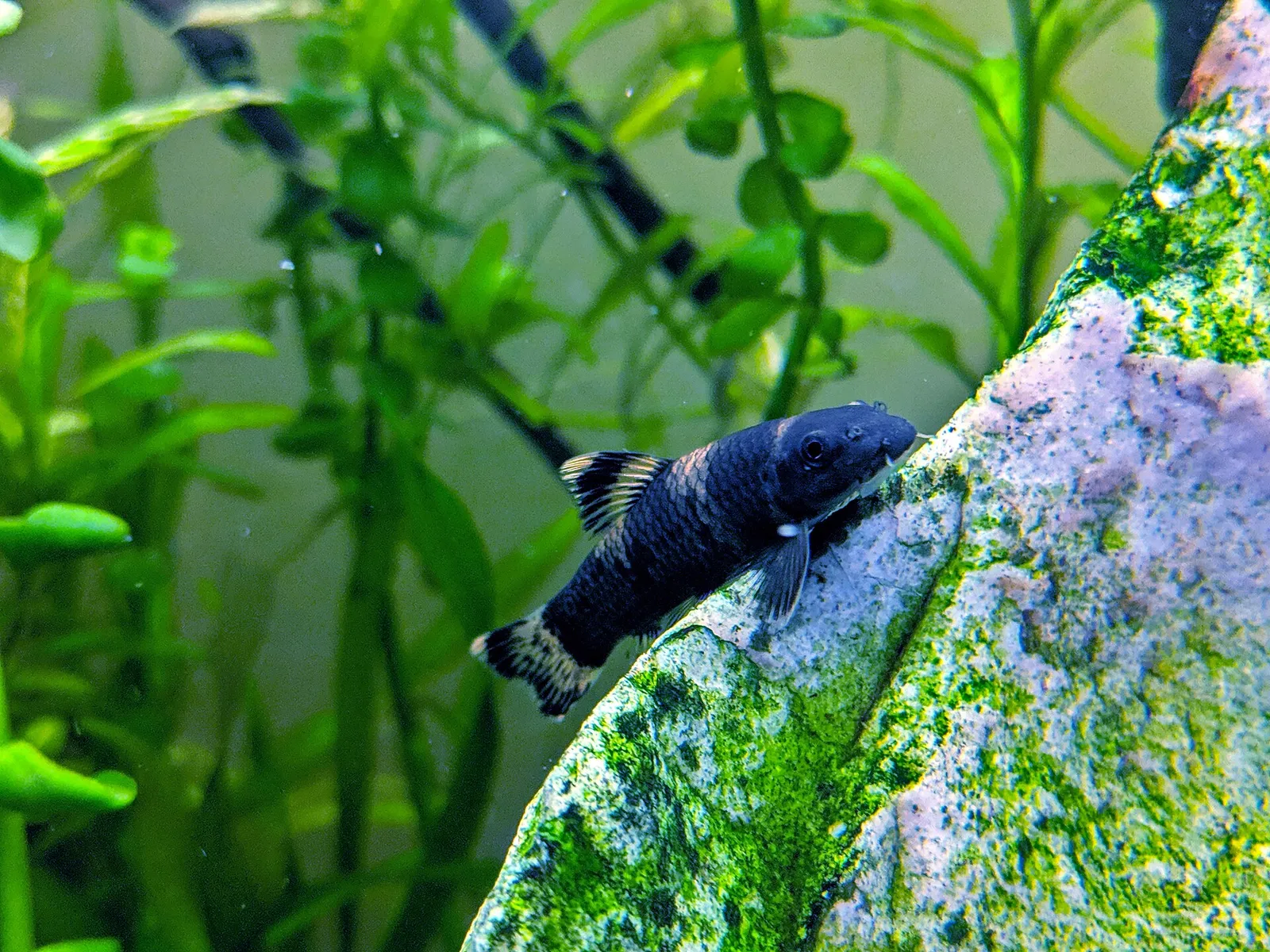 Sunset garra (Garra flavatra)