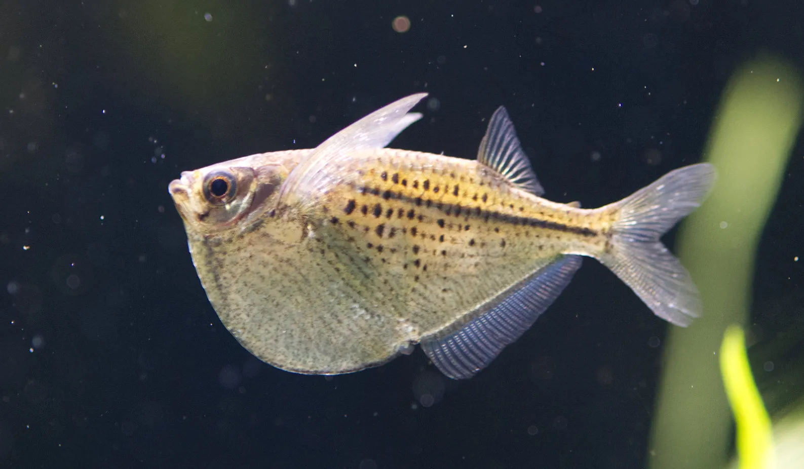 Common Hatchetfish (Gasteropelecus sternicla)