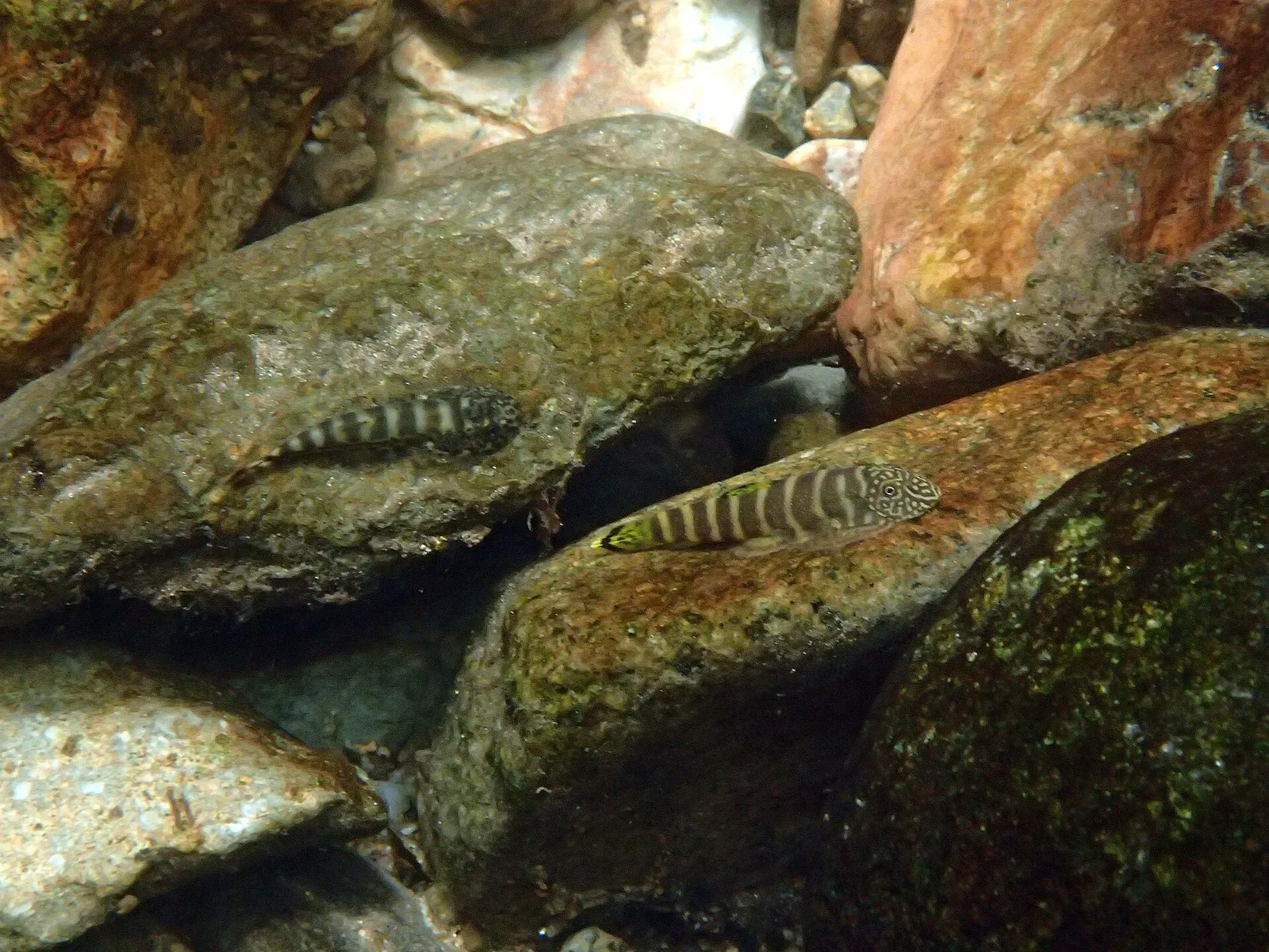 Yellowfinned Borneo sucker (Gastromyzon viriosus)