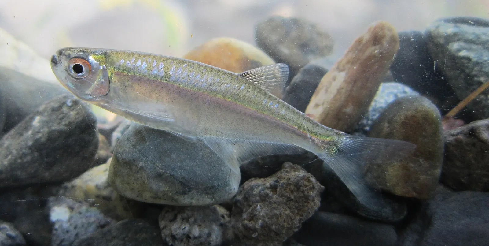 Steel Tetra (Gephyrocharax melanocheir)