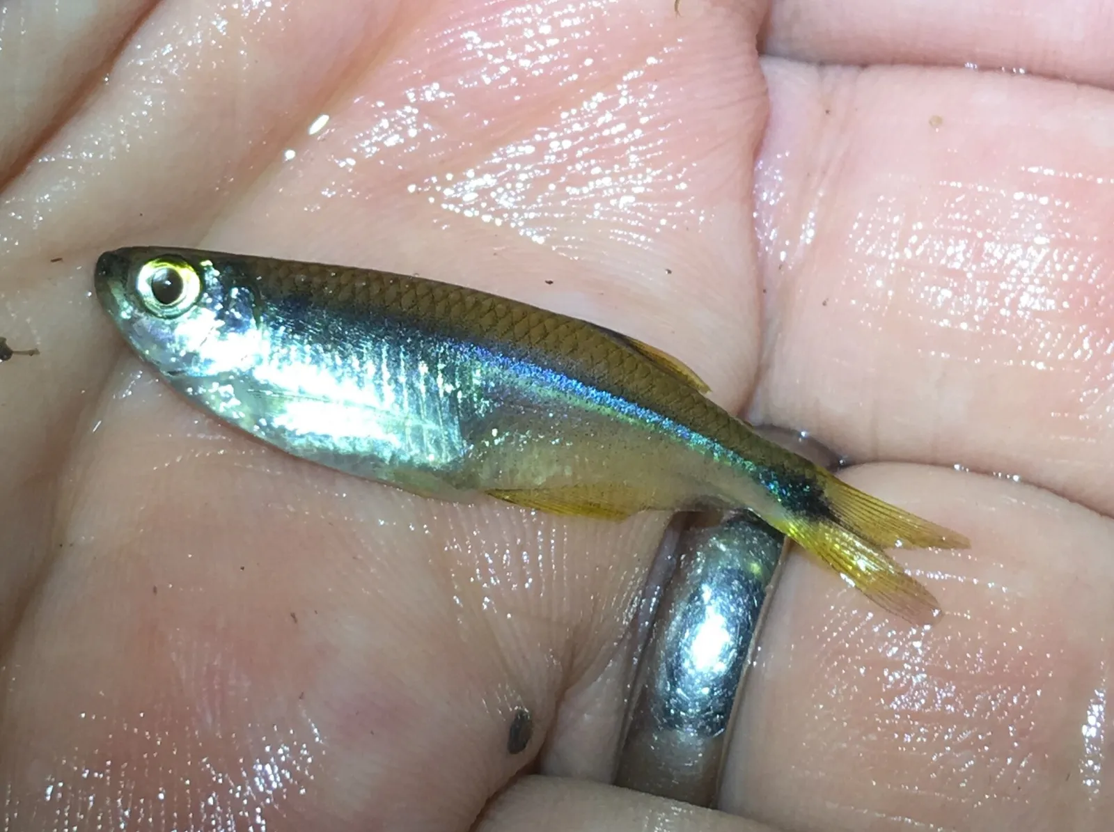 Steel Tetra (Gephyrocharax melanocheir)