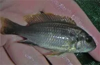 Gephyrochromis lawsi Female