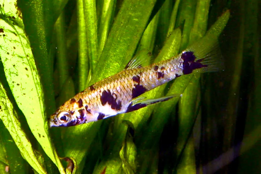 Toothy topminnow (Girardinus denticulatus)