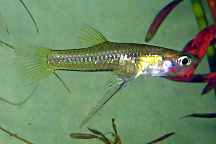 Goldbelly topminnow (Girardinus falcatus)