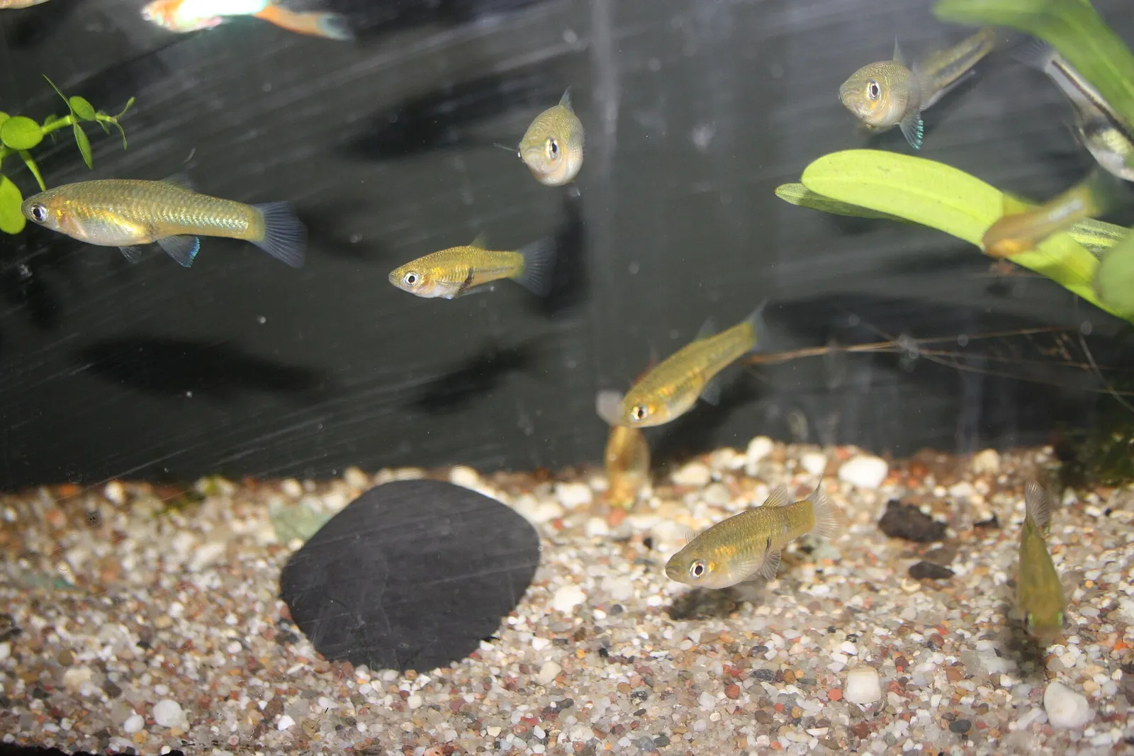 Singlespot topminnow (Girardinus uninotatus)
