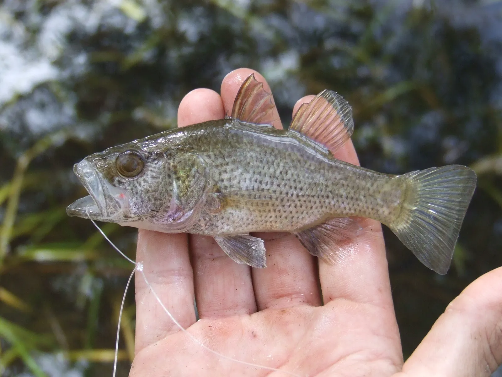 Mouth almighty (Glossamia aprion)