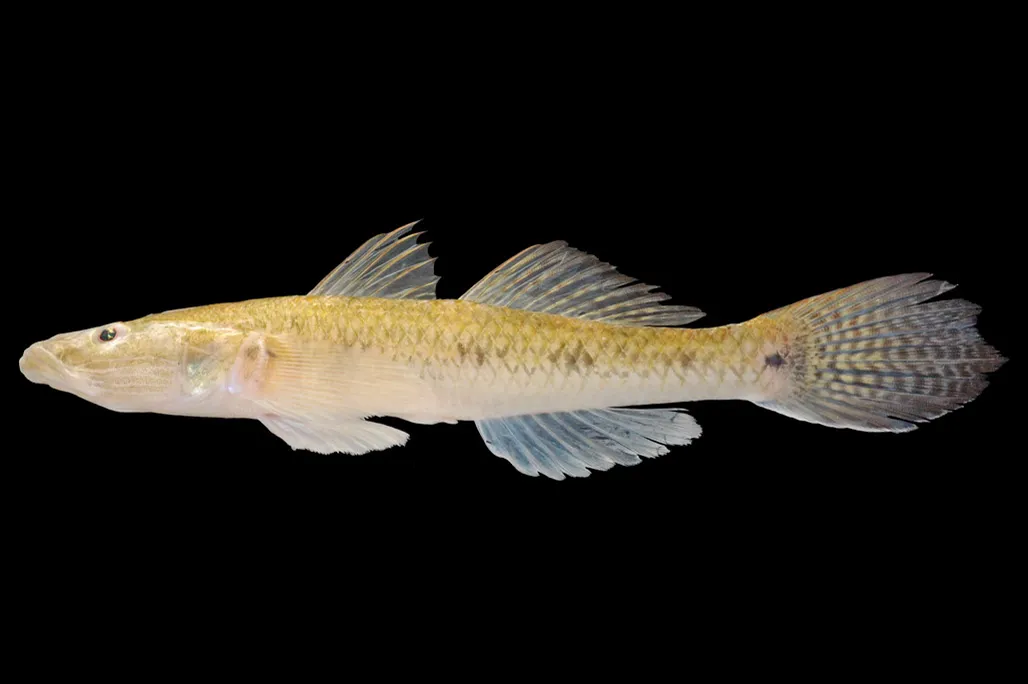 Golden tank goby (Glossogobius aureus)