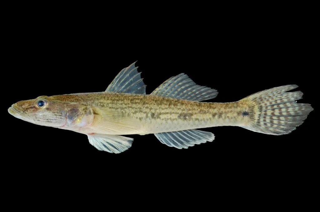 Golden tank goby (Glossogobius aureus)
