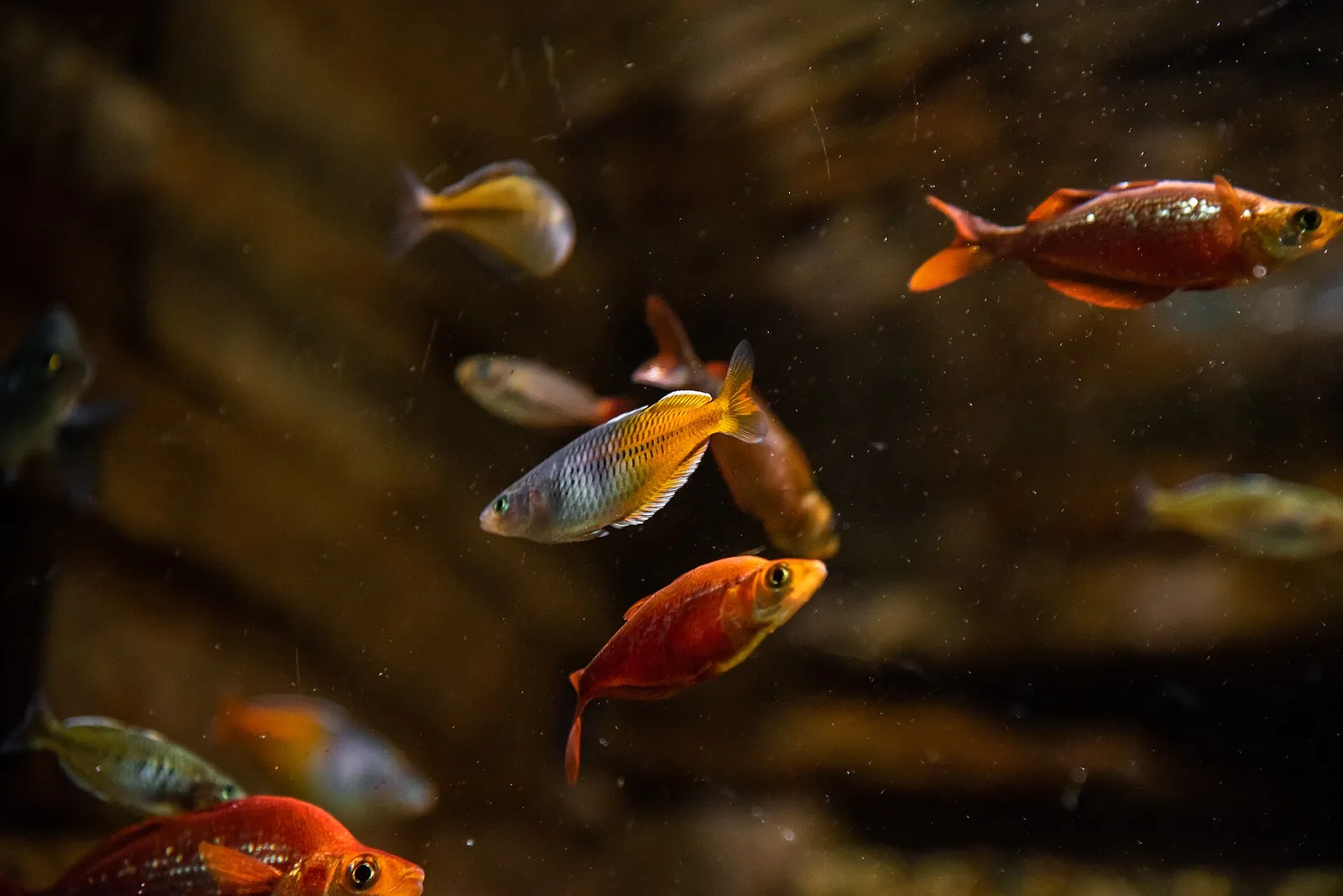 Red Rainbowfish (Glossolepis incisa)