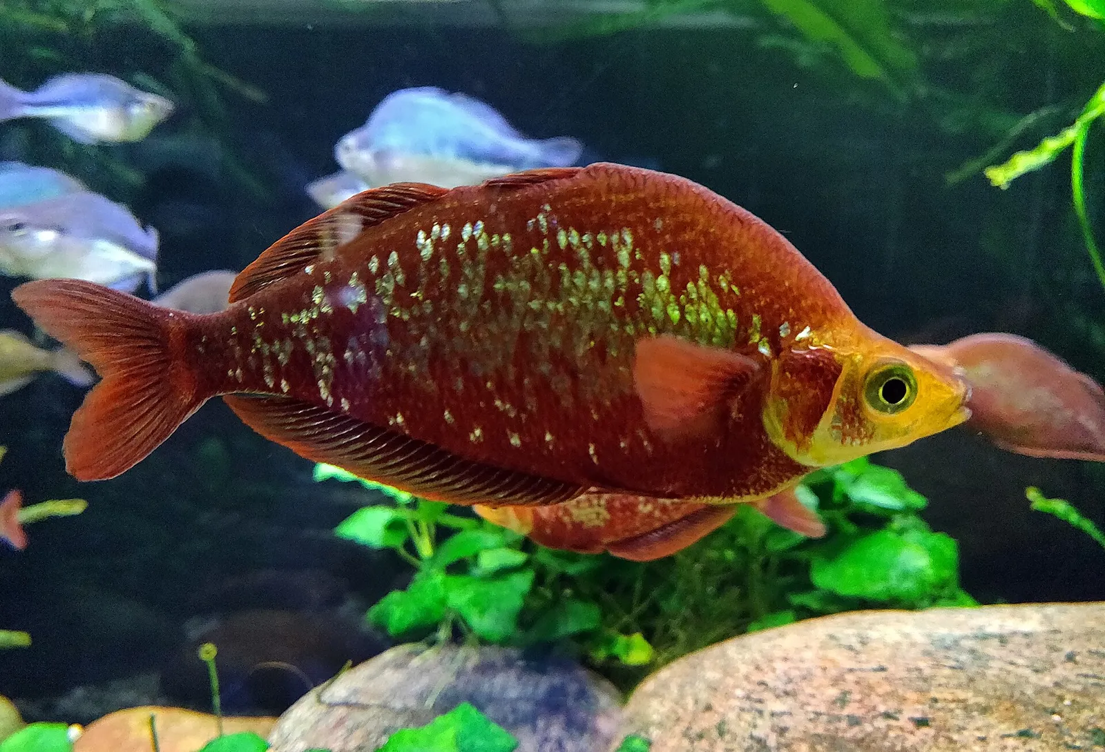Red Rainbowfish (Glossolepis incisa)