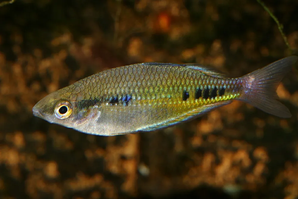 Spotted Rainbowfish (Glossolepis maculosa)