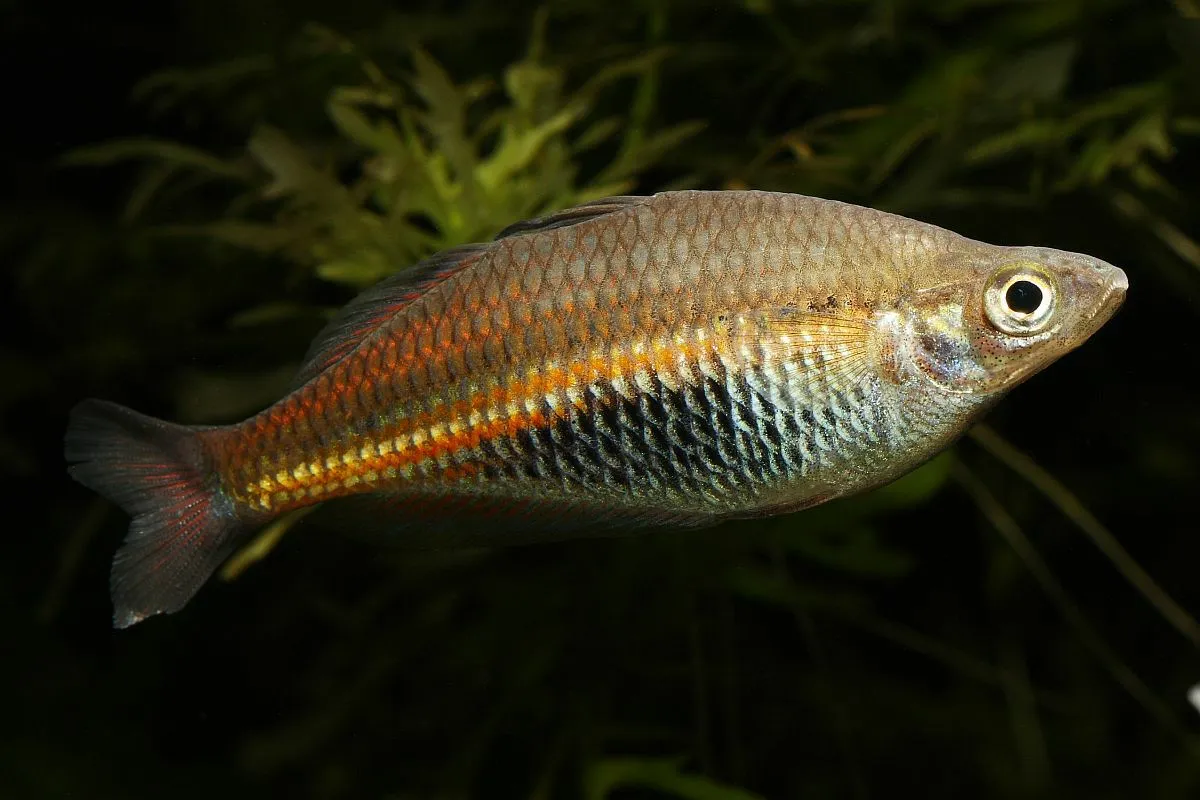 Ramu Rainbowfish (Glossolepis ramuensis)