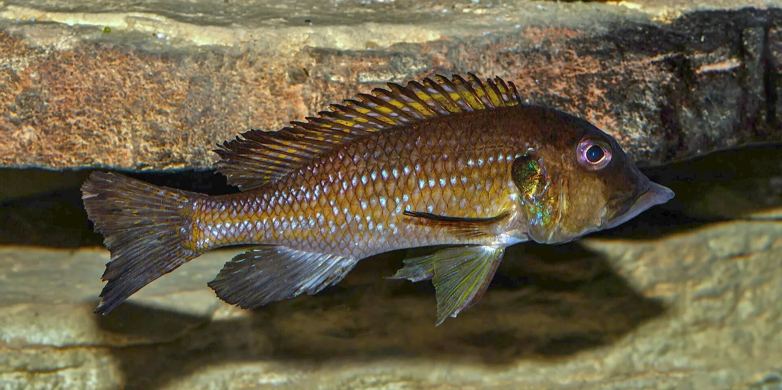 Gnathochromis permaxillaris