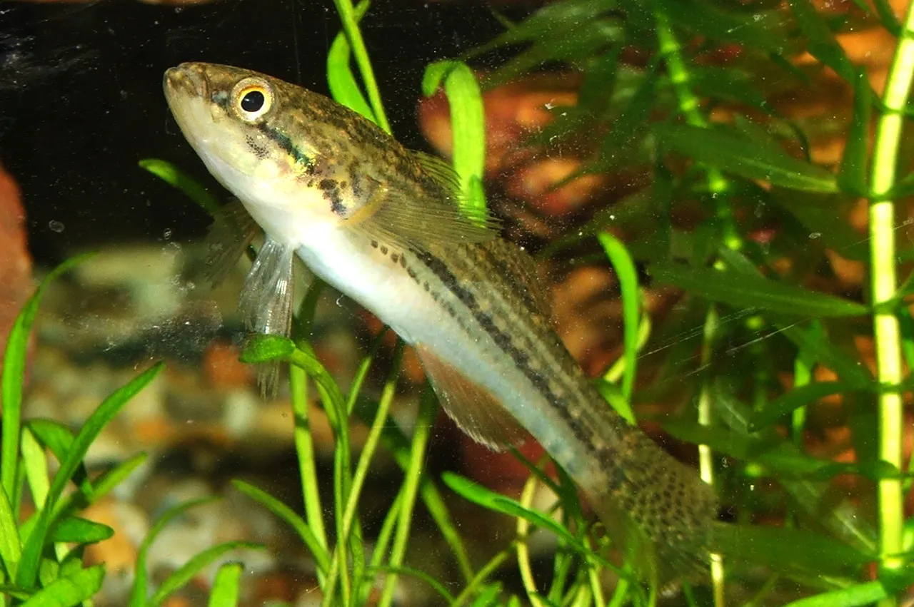 Striped gudgeon (Gobiomorphus australis)