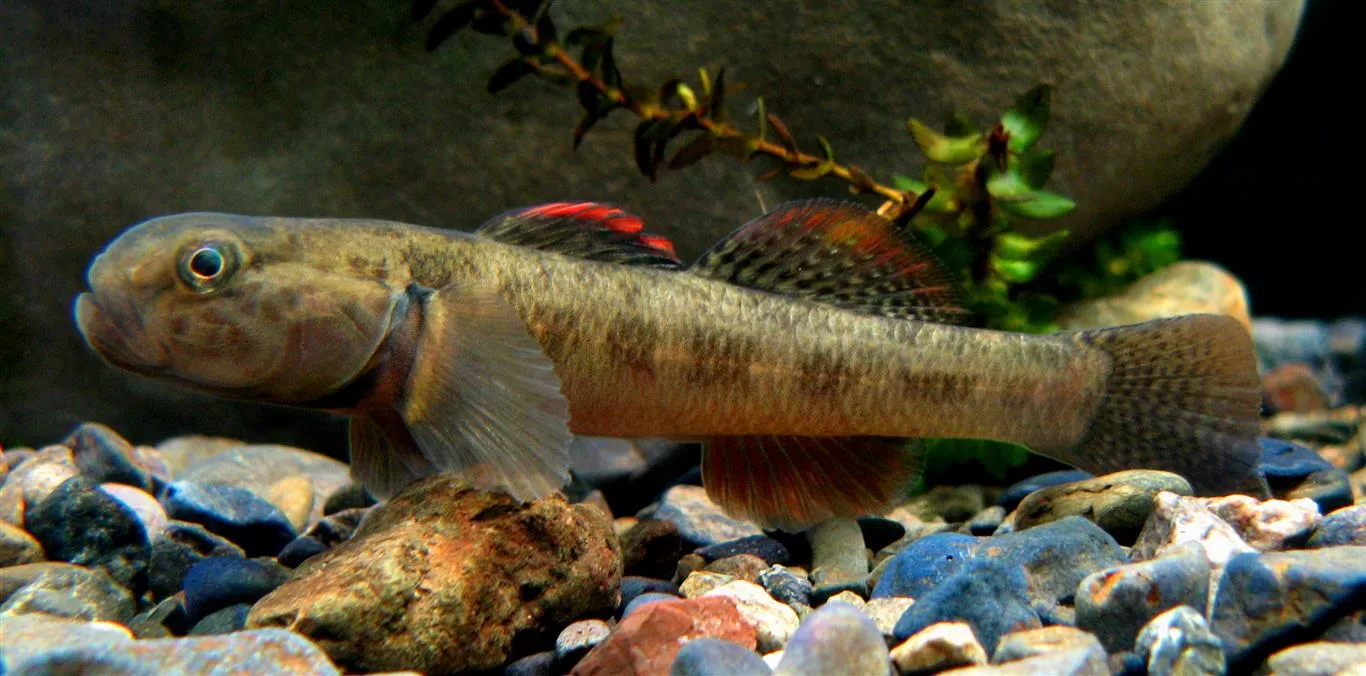 Cran's bully (Gobiomorphus basalis)
