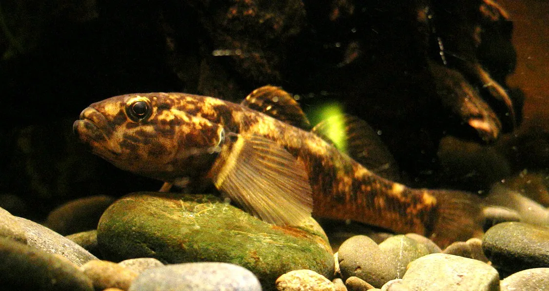 Common bully (Gobiomorphus cotidianus)